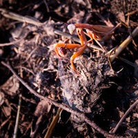 a praying mantis holding a dragonfly on the ground