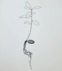 an illustration of an oak tree with acorn root